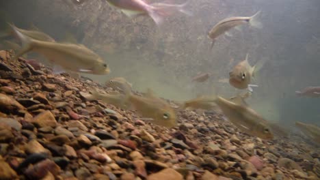 Der-Kaeng-Krachan-Nationalpark-Ist-Die-Heimat-Vieler-Fantastischer-Wildtiere-Und-Die-Bäche-Sind-Eine-Lebensquelle-Für-Frisches-Wasser,-Das-Tiere-Trinken-Und-Fische-Herumschwimmen-Können