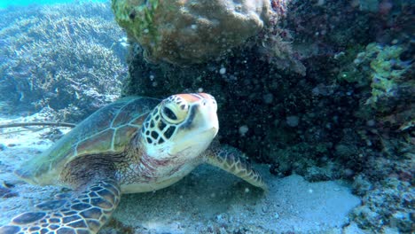 a green sea turtle laying underneath coral in tropical clear water