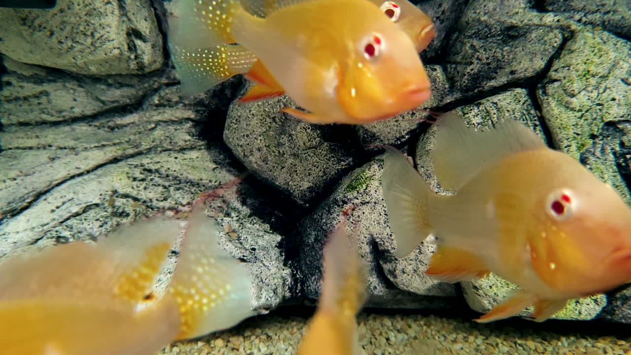 Close-up footage of Albino Heckelii fish swimming in clear aquarium with rock background. Perfect for nature, aquatic life, aquarium visuals and relaxing underwater themes