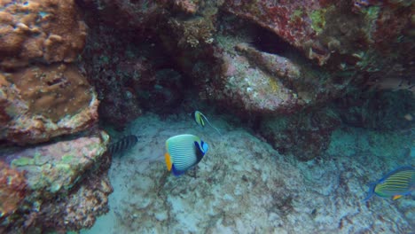 buceo - hermosos peces pequeños, peces mariposa y peces de aleta larga nadando cerca de los corales