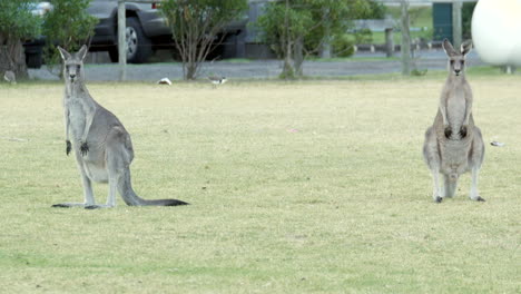 Australische-Kängurus-Grasen-In-Einem-Township-Parkland