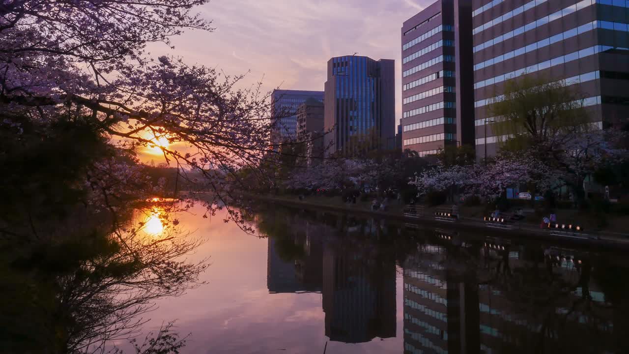 체리 꽃과 도시 건물이 해가 지는 강에 반사되는 시간의 지연