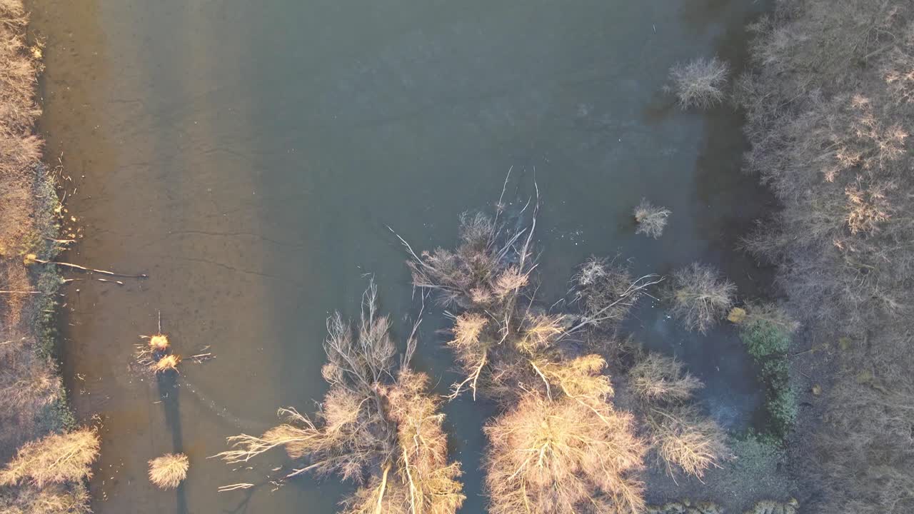 En top-down luftvideo af et marskland med bladløse træer og undersøisk vegetation om vinteren.