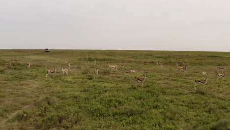 Small-herd-of-Gazelles-graze-grass-in-Serengeti-Valley-with-a-safari-tour-car-in-a-distance,-Serengeti-National-Park,-Tanzania