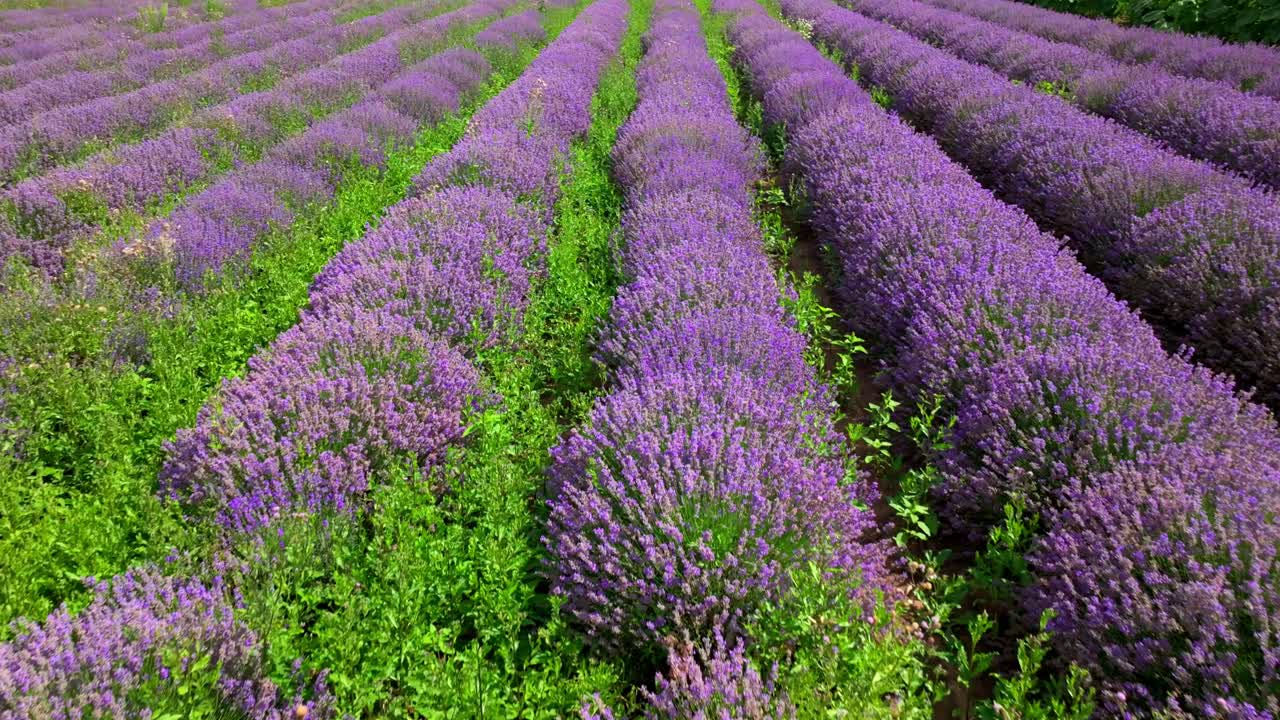 campos de lavanda con flores púrpuras en primavera