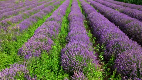 lavender fields with purple blooming flowers in springtime