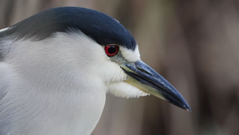 macro close up of beautiful nycticorax heron with red eyes in nature