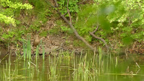 a family of mallards on their way up out of a pond to safe ground