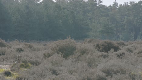 Shot-of-Brandon-Country-Park-on-the-outskirts-of-Thetford-Forest-in-Norfolk,-England-on-a-sunny-day