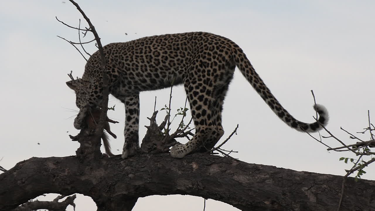 un joven leopardo hembra con una pequeña mangosta delgada mata en un árbol