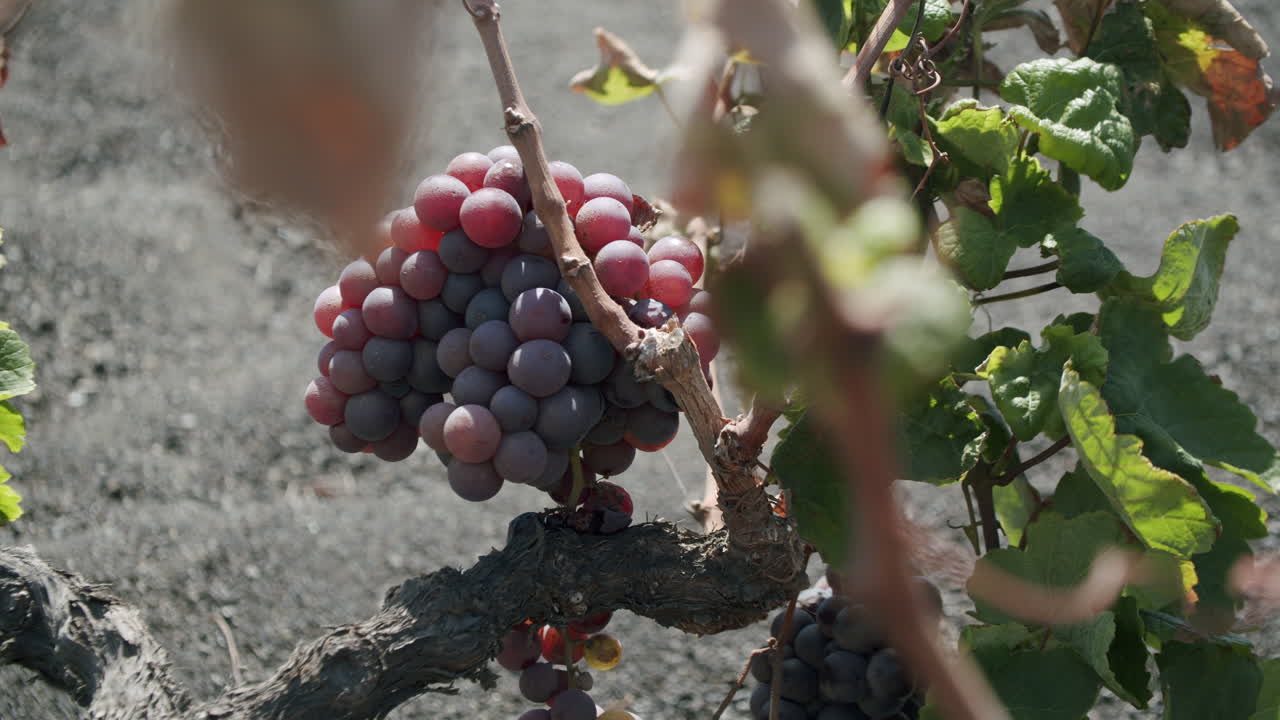 un racimo de uvas rojas creciendo