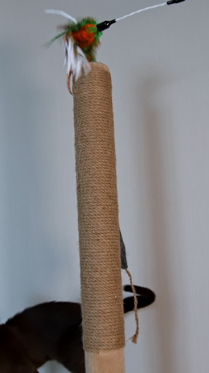 Brown Burmese kitten stretches up and jumps to catch a toy. Beautiful domestic pedigree animal. Cat plays joyfully. Vertical video