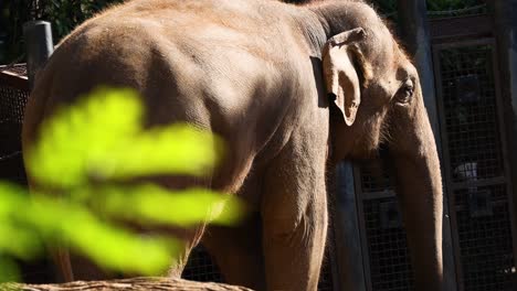 elephant walking behind foliage at melbourne zoo