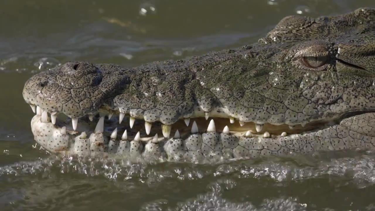Full frame close up: Crocodile face, teeth, eye in rushing river flow