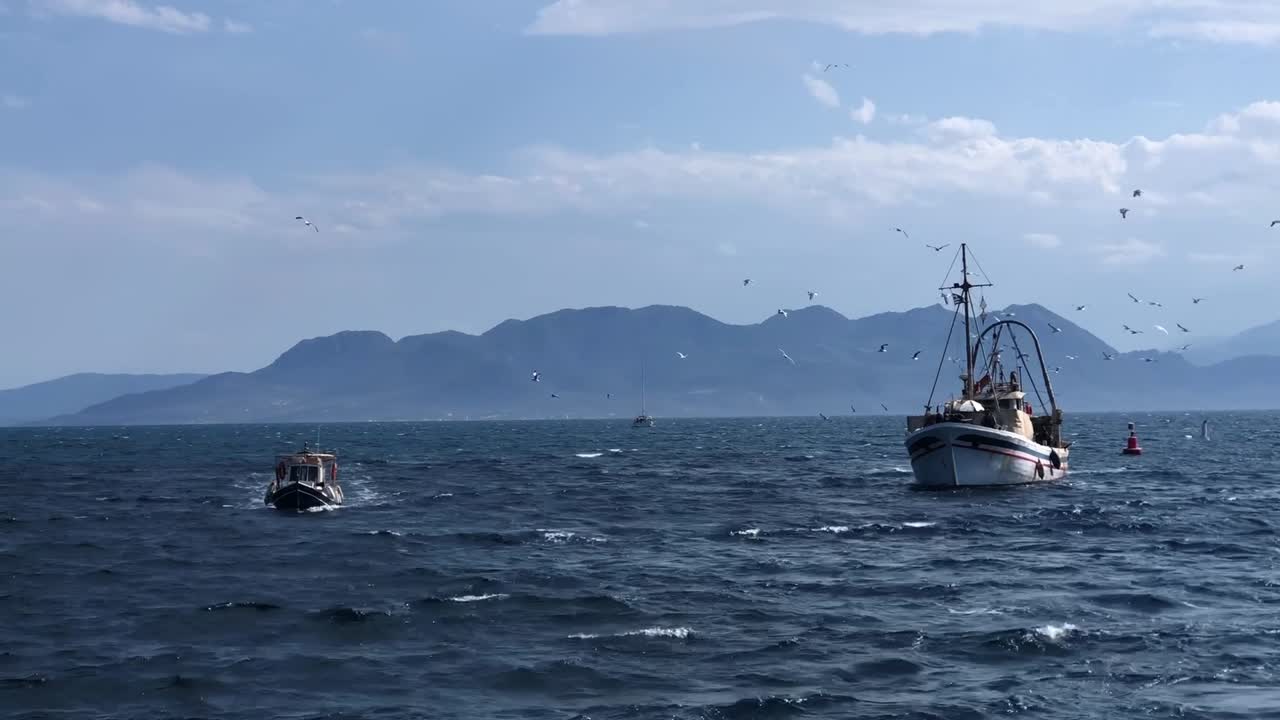 전통적인 그리스 목조 어선들이 수백 마리의 해파리들로 둘러싸여 항구에 들어오고 있습니다.
