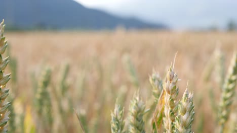 close up of ripe wheat stalks in windless cornfield