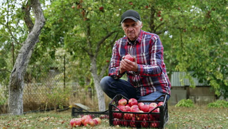 older man picking apples in an orchard
