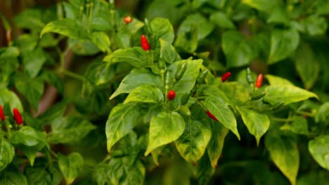 small red and green chili pepper together on tree with leaves