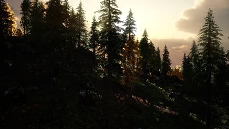 Wald-Unter-Sonnenaufgangssonnenstrahlen