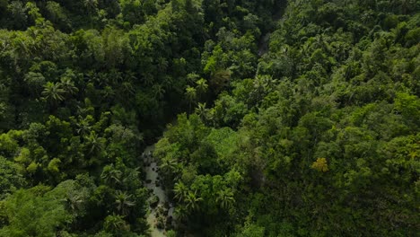 lush aerial view of a tropical river snaking through bohol island's dense jungle