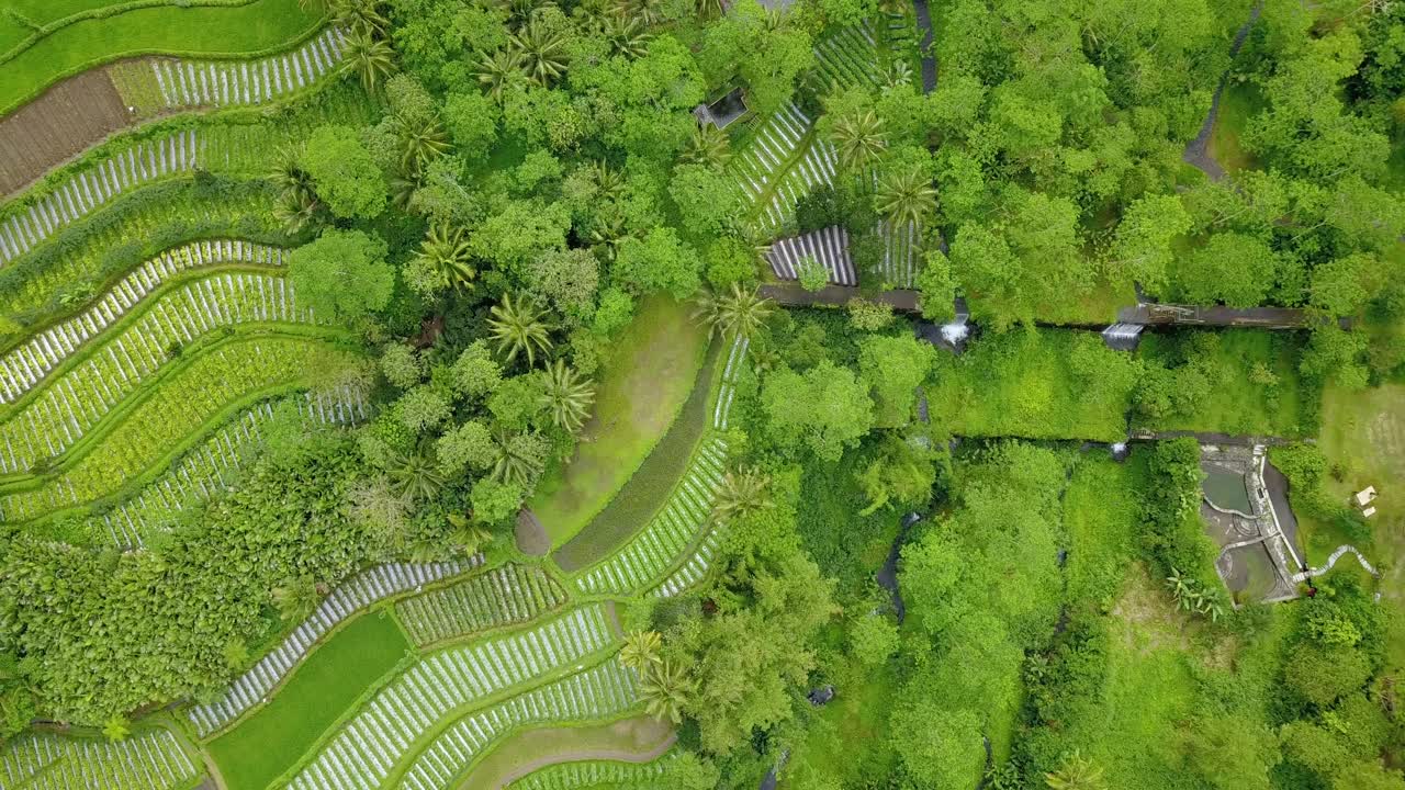 toma aérea de un patrón rayado en una plantación vegetal de indonesia