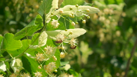 Honey-bee,-apis-mellifera-carnica,-pollinating-blooming-tree-blossoms,-close-up,-slow-motion