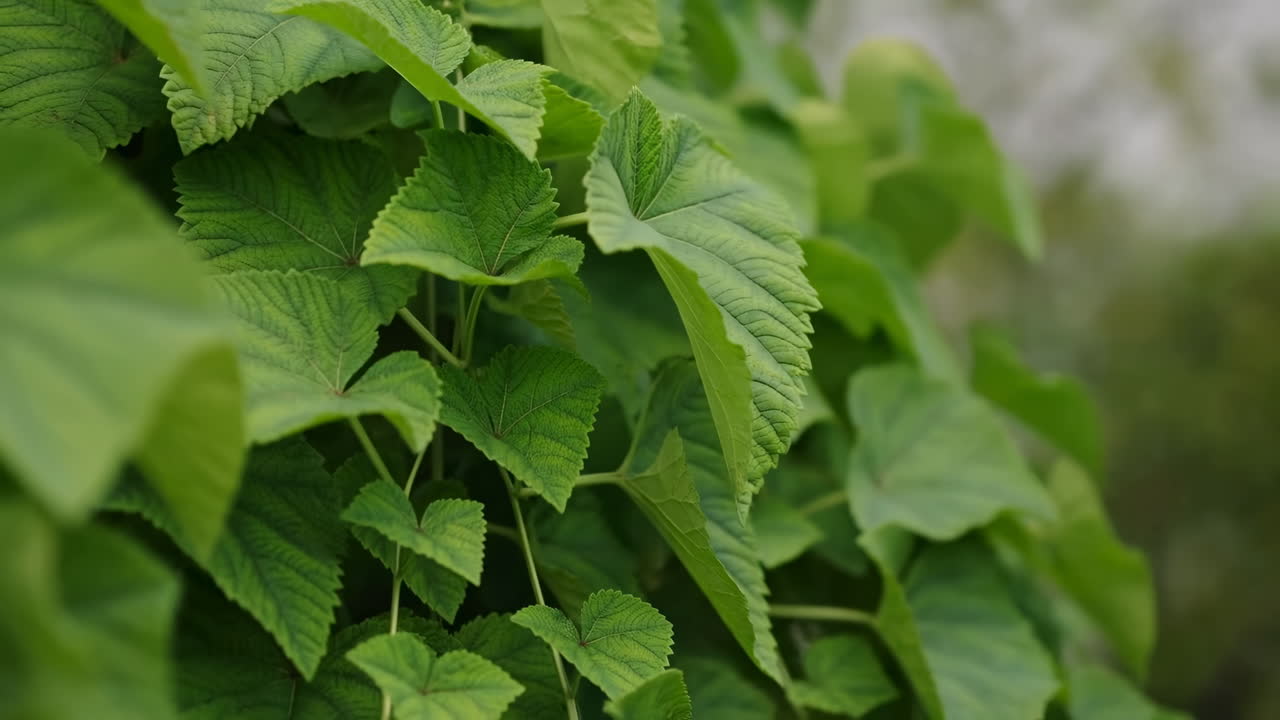 Foglie Verdi Vibranti Che Ondeggiano Delicatamente Al Vento