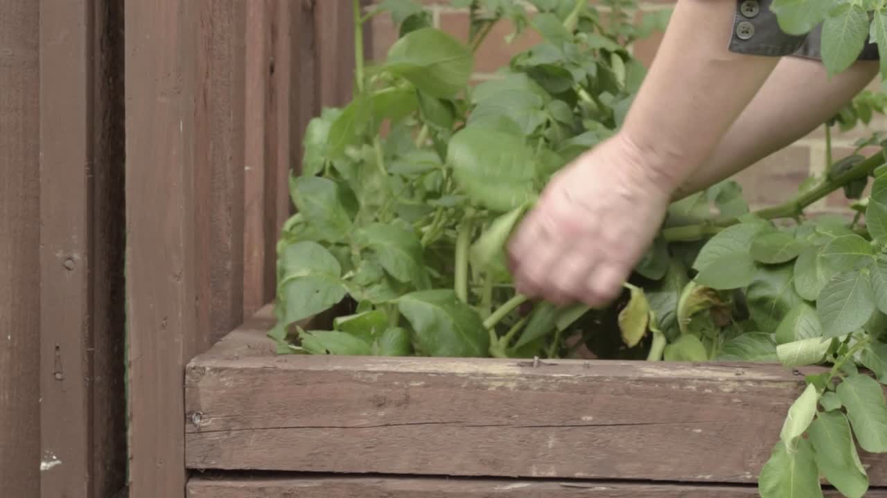 jardinero inspeccionando una planta de patata cultivada en casa en el jardín