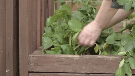 gardener inspecting home grown potato plant in garden