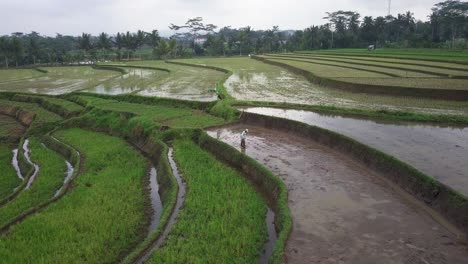 farmer working on the terraced rice field in the morning