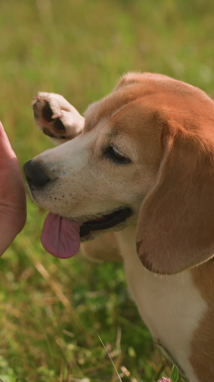 Hand view of someone playfully giving beagle handshake while squatting in grassy field under bright sunlight, dog's tongue out, showing excitement and joy