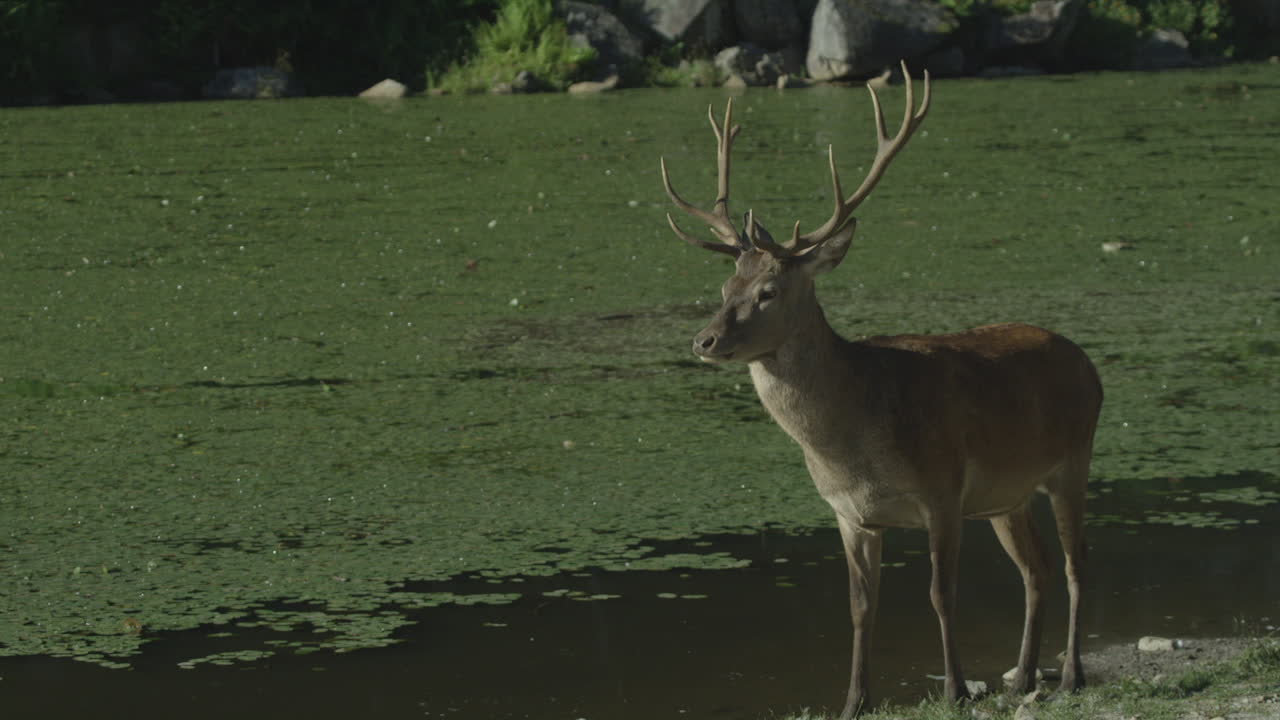vida silvestre canadiense - buco grande con cuernos de pie en la orilla de un pequeño lago