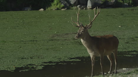 Kanadische-Tierwelt---Großer-Bock-Mit-Geweih,-Der-Am-Ufer-Eines-Kleinen-Sees-Steht