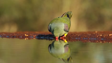 A-close-full-body-shot-of-an-African-Green-Pigeon-drinking-from-a-waterhole-with-a-Natal-Spurfowl-walking-through-the-frame-in-the-background,-Greater-Kruger