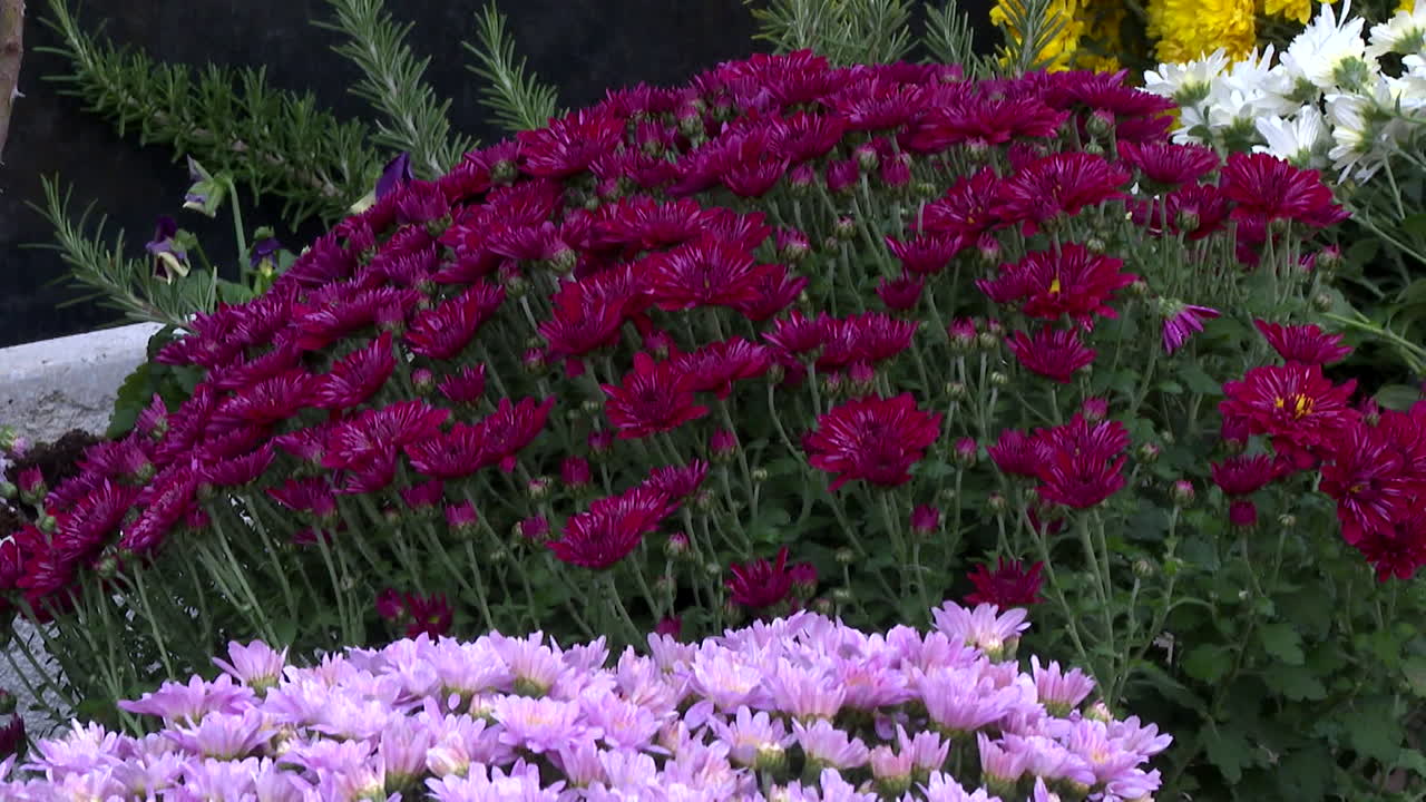 Colorful Chrysanthemum Flowers in a Garden