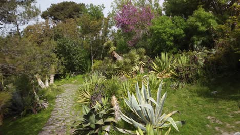 aerial forward flying over beautiful cactus garden in historical park garden in downtown lisbon, portugal