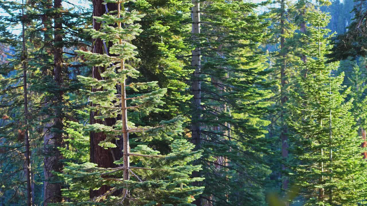 A serene fir tree in the forest as radiant sun rays filter through the canopy. The natural light beams add a magical and peaceful atmosphere, perfect for themes of nature, serenity, and the outdoors