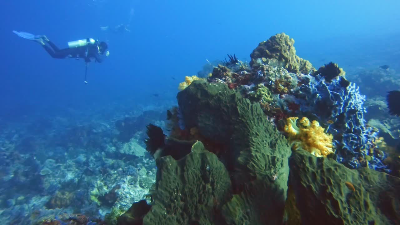 Drifting over a huge sea sponge with scuba divers in the background