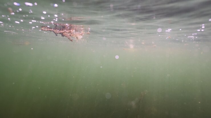 Underwater View of Murky Water
