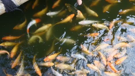 fish farming in artificial ponds