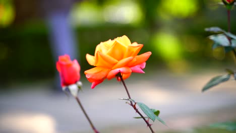 花園裡的花朵在太陽-13時發光