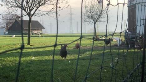 free range chickens picking feed in the barnyard