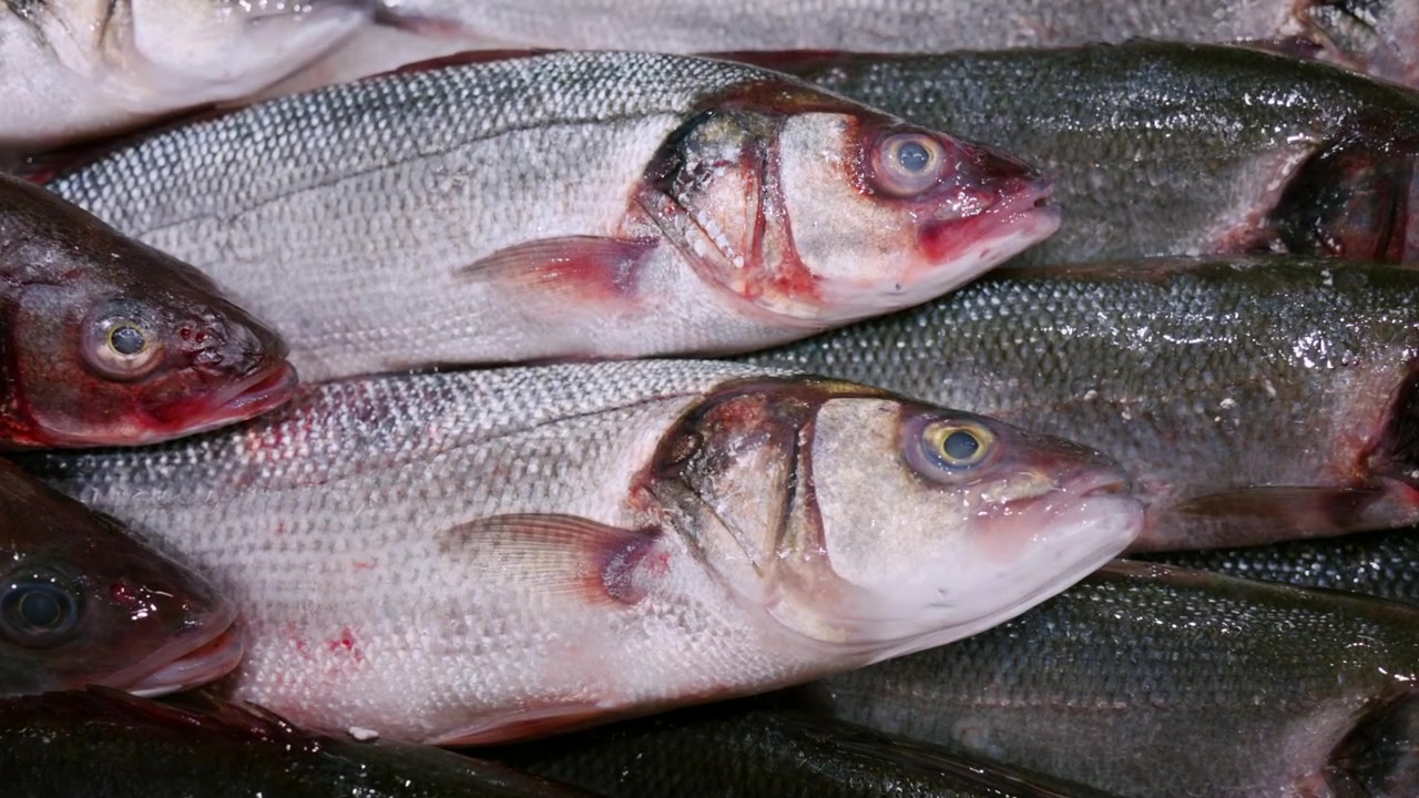 Freshly caught European seabass displaying silver scales and vibrant gills, arranged on a bed of crushed ice at a fish market