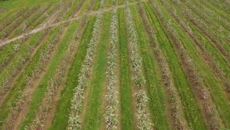 Blooming-rows-of-apple-trees-in-Hardanger-Norway-agriculture-farmland---Reverse-aerial-close-to-far-with-tilt-up