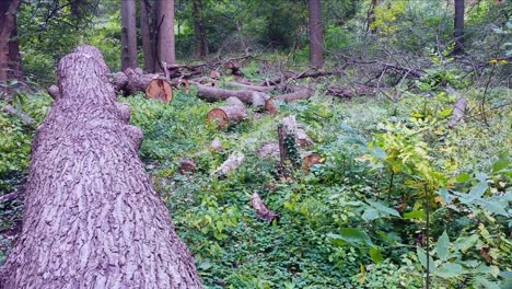 the devastation of deforestation in the middle of the forest trees cut down for paper