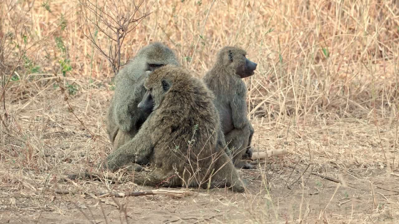 family of baboons engaging in mutual grooming at Tarangire National Park in Tanzania