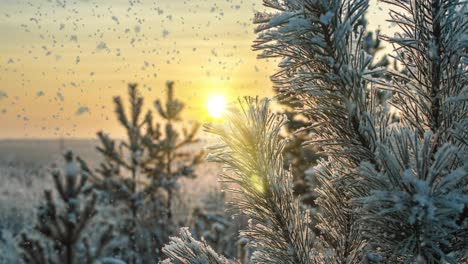 snow falling nature forest trees landscape on white sunny winter day mood. light and bright snow cold time, video loop, cinemagraph. video loop