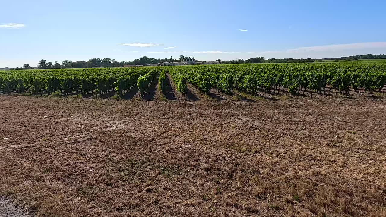 viñedo pintoresco con carretera y señales