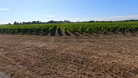 viñedo pintoresco con carretera y señales