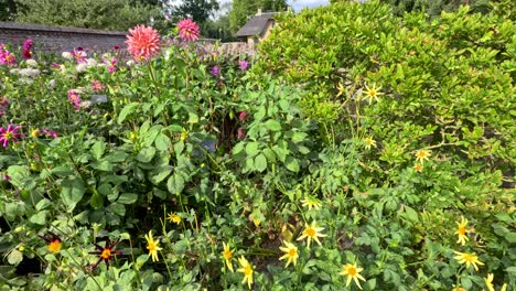 camera slowly pans across vibrant dahlia flower beds in a botanical garden, revealing statues, lush greenery, and a brick wall under soft daylight
